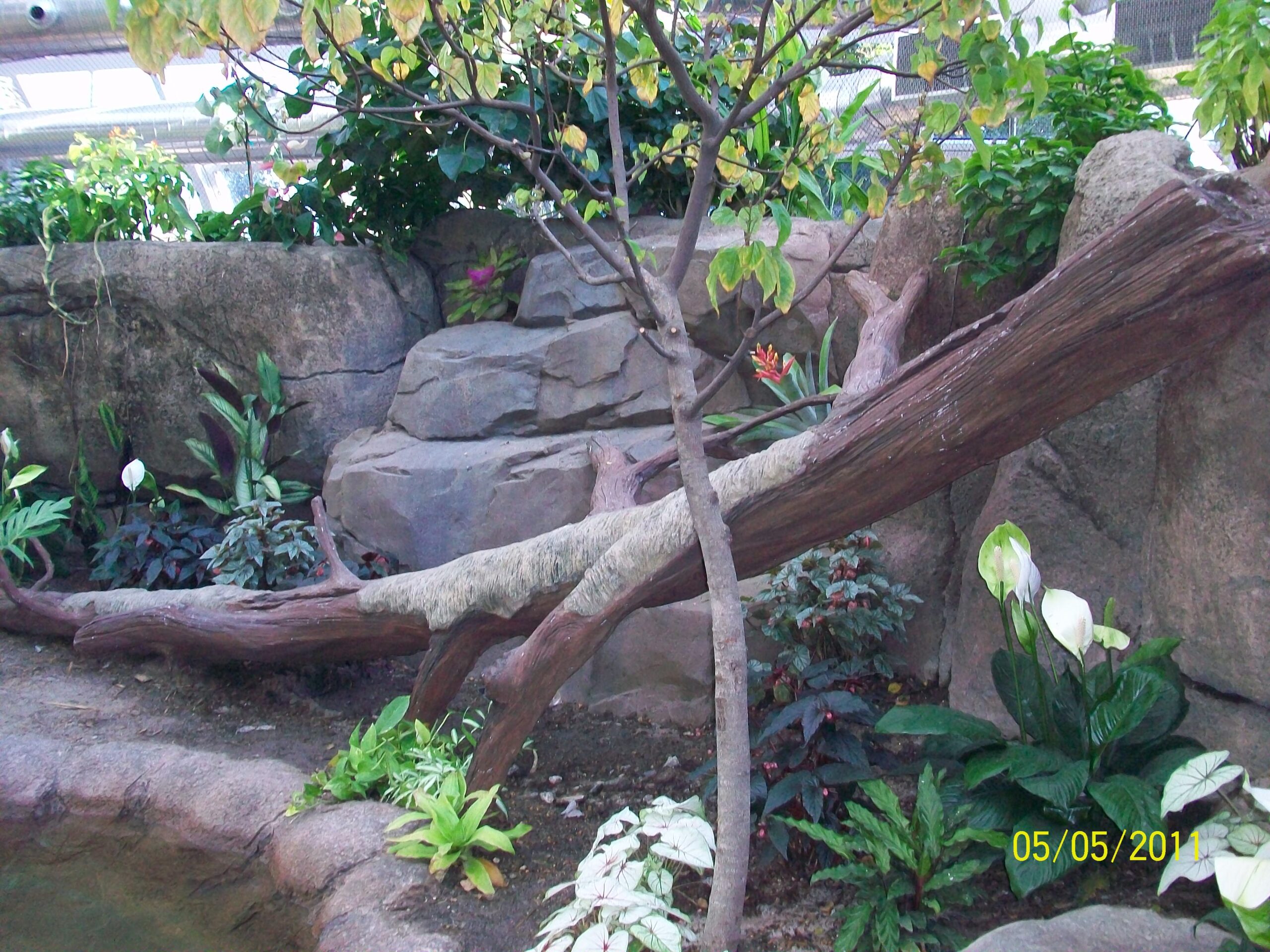 Fabricated Trees & Rockwork 